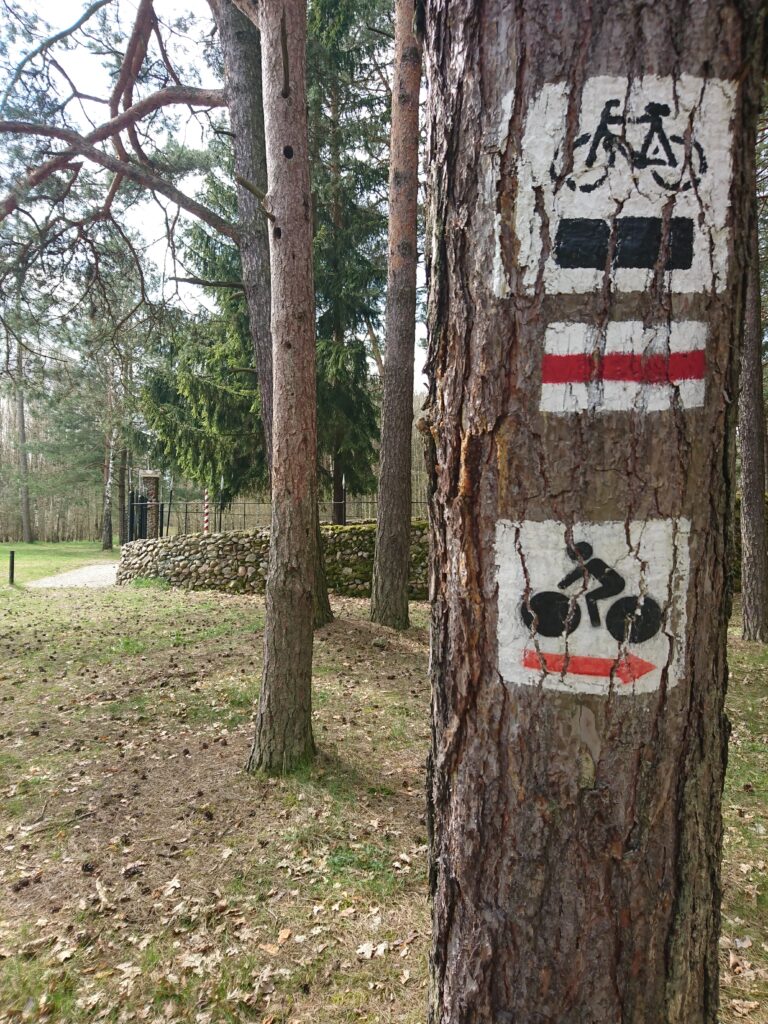 Znaki szlaku rowerowego malowane na drzewach